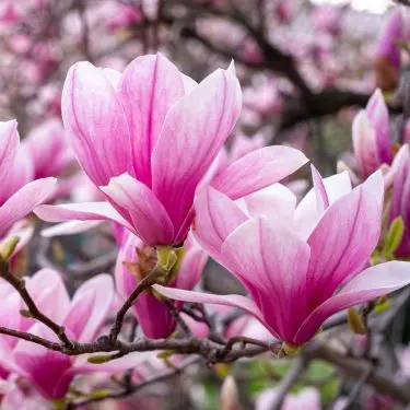 Magnolia - øverst på ønskesedlen!